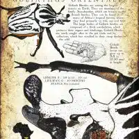 Goliath Beetle infographic