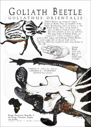 Goliath Beetle infographic