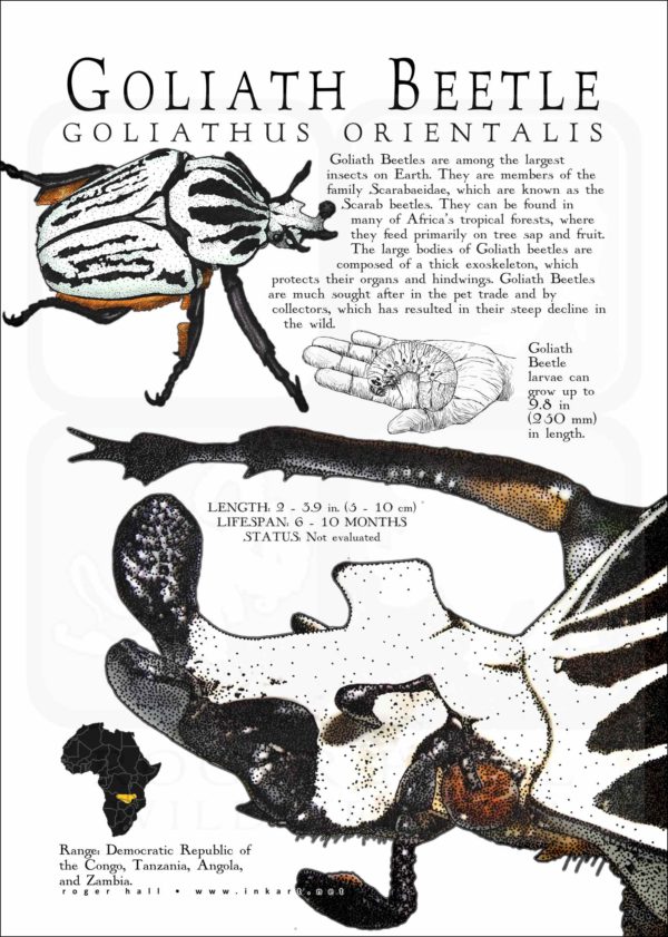 Goliath Beetle infographic