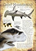 Great Hammerhead Shark poster print