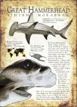 Great Hammerhead Shark poster print