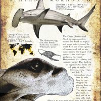 Great Hammerhead Shark poster print