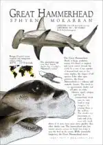 Great Hammerhead Shark poster print