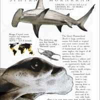 Great Hammerhead Shark poster print