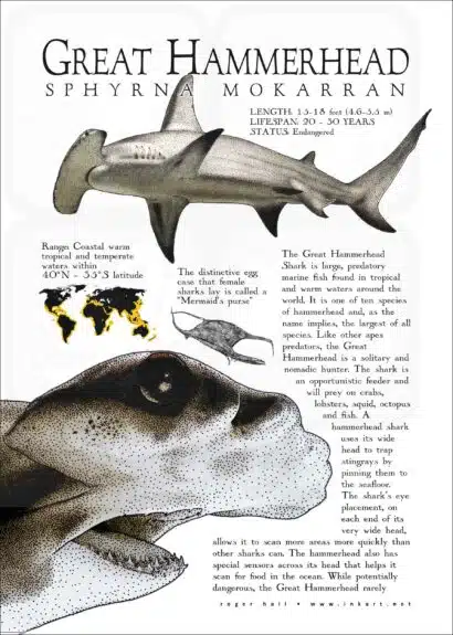 Great Hammerhead Shark poster print