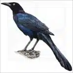 Great-Tailed or Mexican Grackle drawing