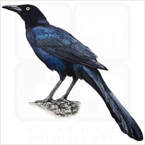 Great-Tailed or Mexican Grackle drawing