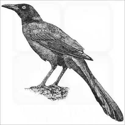 Great-Tailed or Mexican Grackle black and white drawing