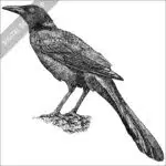 Great-Tailed or Mexican Grackle black and white stock drawing