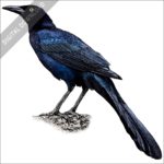 Great-Tailed or Mexican Grackle stock image