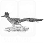 Greater Roadrunner black and white drawing