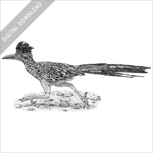 Greater Roadrunner black and white stock image