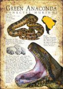 Green Anaconda poster print