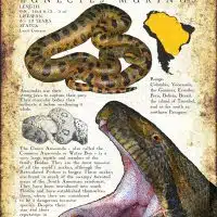 Green Anaconda poster print
