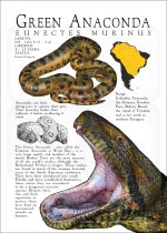 Green Anaconda poster print