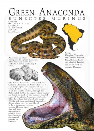 Green Anaconda poster print