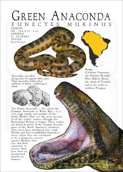 Green Anaconda poster print