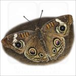 Grey Buckeye Butterfly illustration