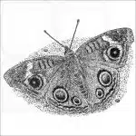 Grey Buckeye Butterfly illustration