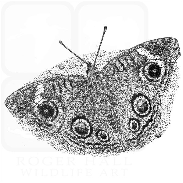 Grey Buckeye Butterfly illustration