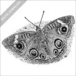 Grey Buckeye Butterfly black and white stock drawing