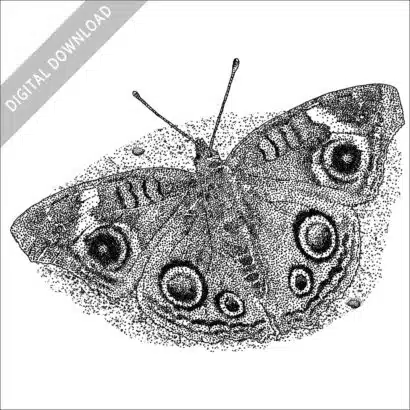 Grey Buckeye Butterfly black and white stock drawing