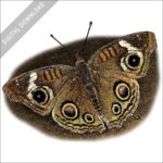 Grey Buckeye Butterfly stock art drawing