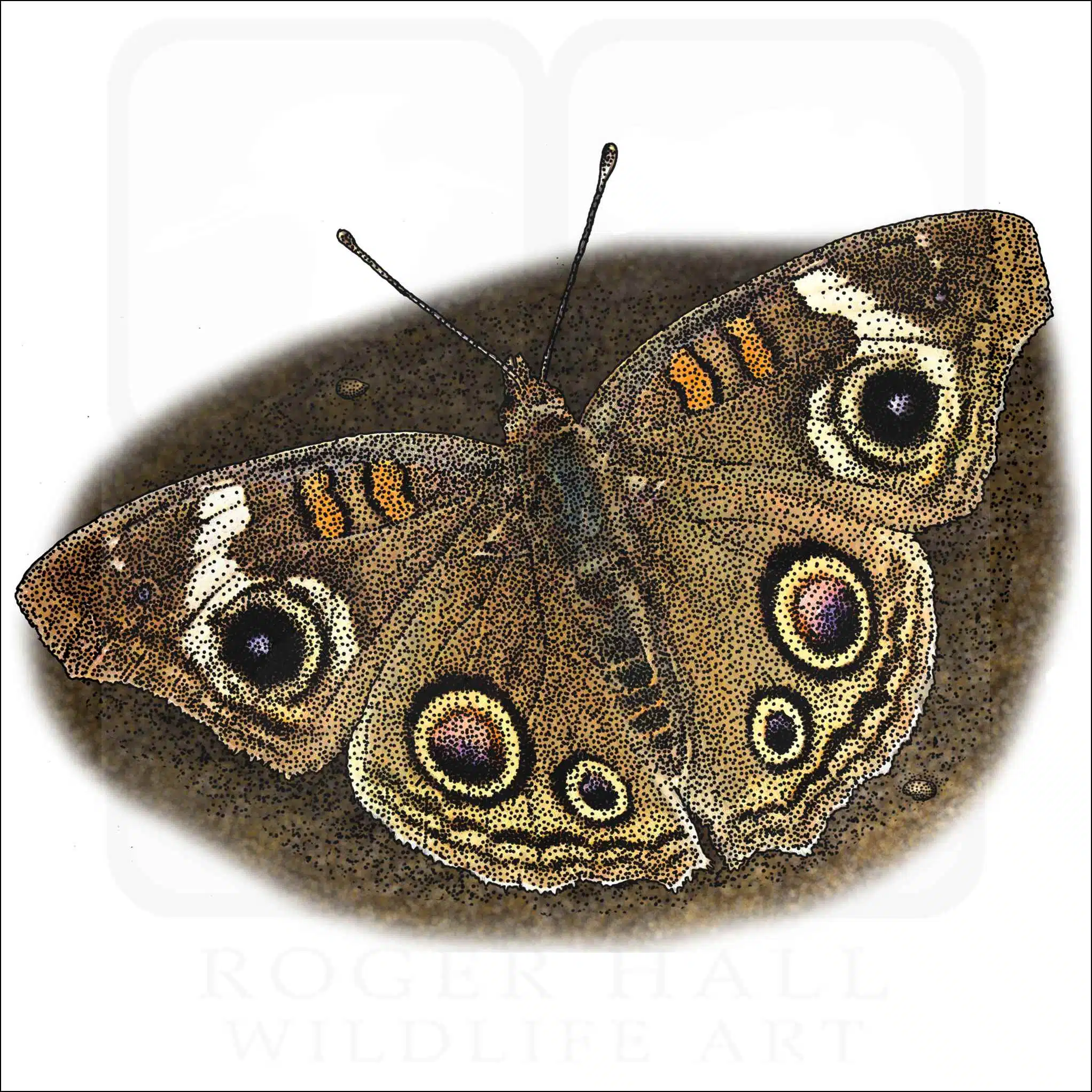 Grey Buckeye Butterfly Grey Buckeye Butterfly illustration