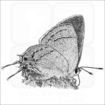 Grey Hairstreak Butterfly black and white drawing