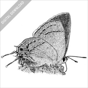 Grey Hairstreak Butterfly black and white stock image