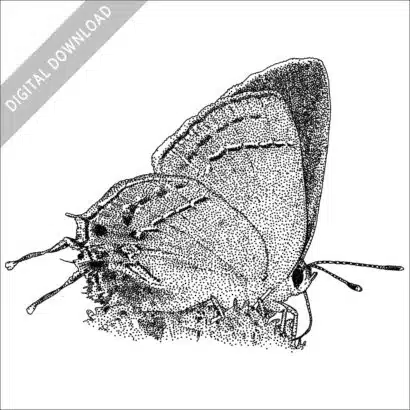 Grey Hairstreak Butterfly black and white stock image