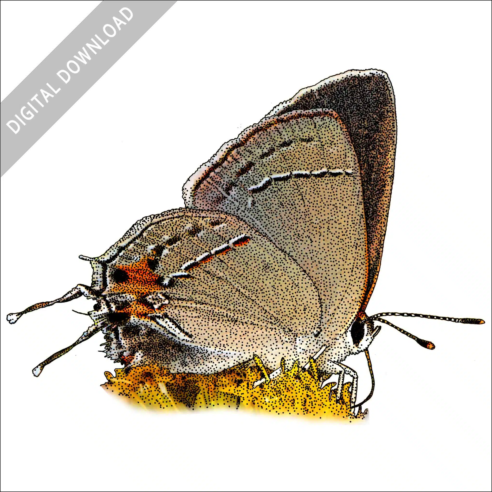 Grey Hairstreak Butterfly Grey Hairstreak Butterfly stock image
