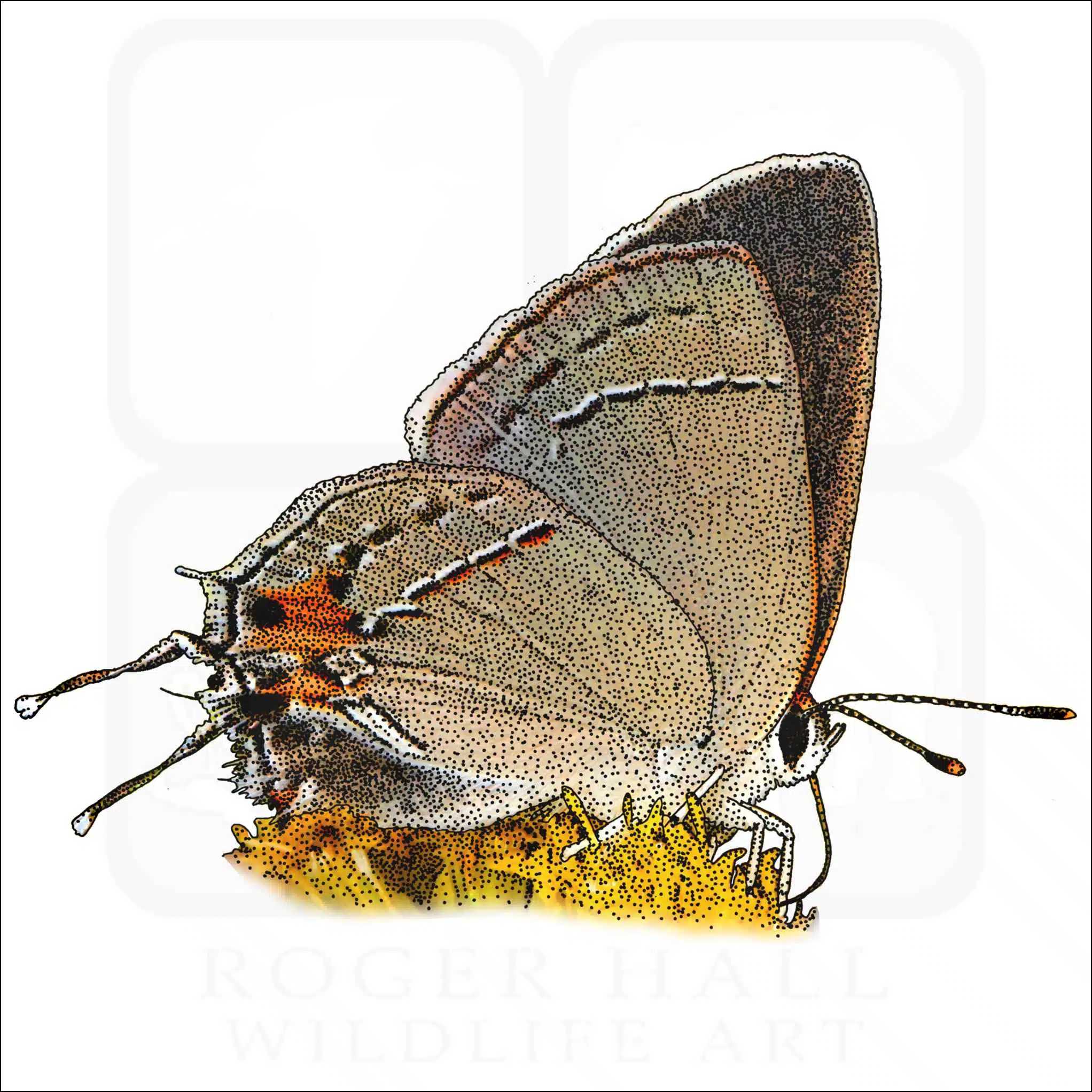 Grey Hairstreak Butterfly Grey Hairstreak Butterfly illustration