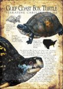 Gulf Coast Box Turtle poster print
