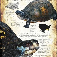 Gulf Coast Box Turtle poster print
