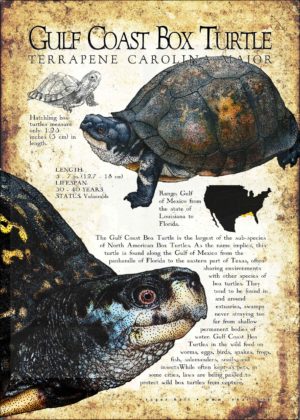 Gulf Coast Box Turtle poster print