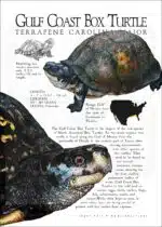 Gulf Coast Box Turtle poster print