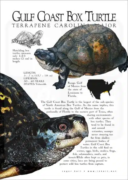Gulf Coast Box Turtle poster print