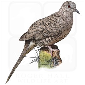 Inca or Mexican Dove drawing