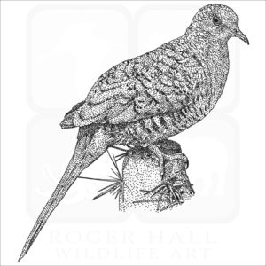 Inca or Mexican Dove black and white drawing