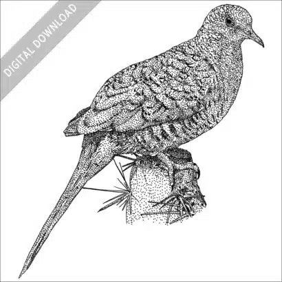 Inca or Mexican Dove black and white stock drawing