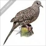 Inca or Mexican Dove stock image