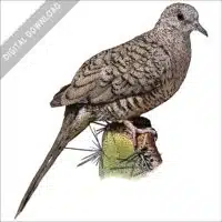 Inca or Mexican Dove stock image