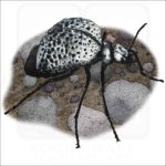 Inflated Blister Beetle illustration
