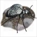 Inflated Blister Beetle illustration