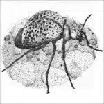 black and white drawing of an Inflated Blister Beetle