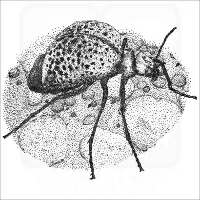 black and white drawing of an Inflated Blister Beetle
