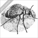 black and white stock drawing of an Inflated Blister Beetle