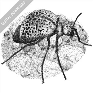 black and white stock drawing of an Inflated Blister Beetle