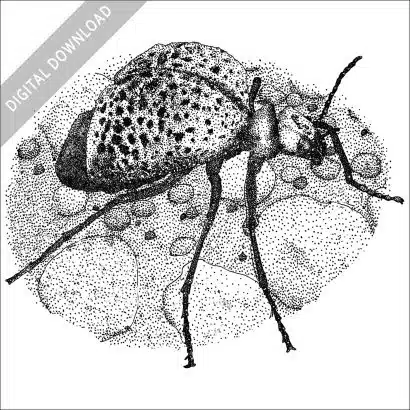 black and white stock drawing of an Inflated Blister Beetle